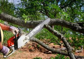 How Our Tree Care Process Works  in  Marshall, IL