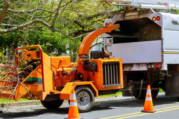 Best Leaf Removal  in Marshall, IL